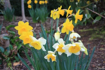 Daffodils swaying in the wind 